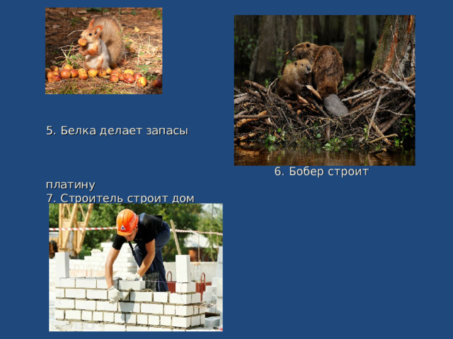 5. Белка делает запасы  6. Бобер строит платину 7. Строитель строит дом 