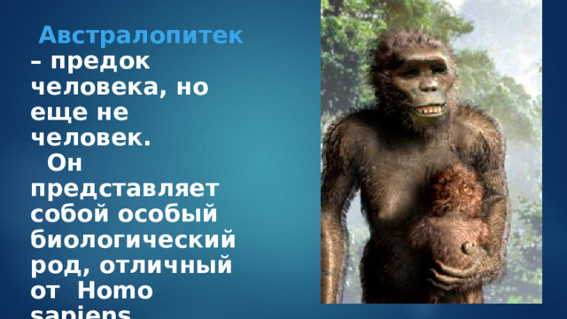  Австралопитек – предок человека, но еще не человек.  Он представляет собой особый биологический род, отличный от Homo sapiens . 