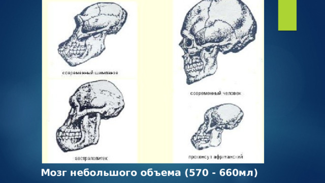 Мозг небольшого объема (570 - 660мл) 