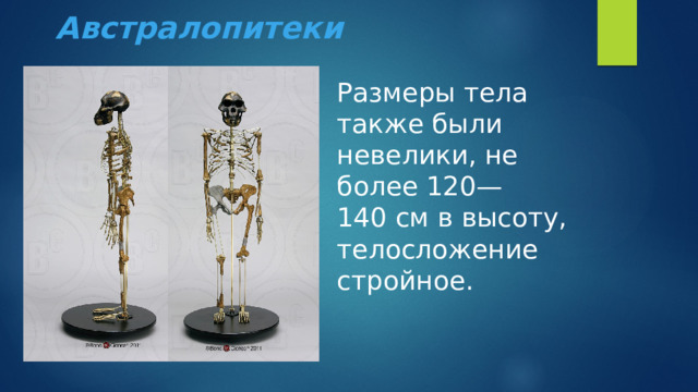 Австралопитеки Размеры тела также были невелики, не более 120—140 см в высоту, телосложение стройное. 