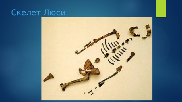 Скелет Люси 