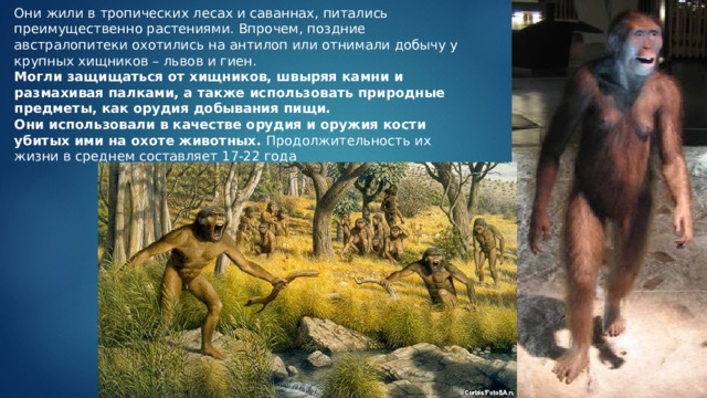 Они жили в тропических лесах и саваннах, питались преимущественно растениями. Впрочем, поздние австралопитеки охотились на антилоп или отнимали добычу у крупных хищников – львов и гиен.  Могли защищаться от хищников, швыряя камни и размахивая палками, а также использовать природные предметы, как орудия добывания пищи. Они использовали в качестве орудия и оружия кости убитых ими на охоте животных. Продолжительность их жизни в среднем составляет 17-22 года 