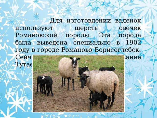  Для изготовлении валенок используют шерсть овечек Романовской породы. Эта порода была выведена специально в 1902 году в городе Романово Борисоглебск. Сейчас этот город носит название Тутаев Ярославской области. 