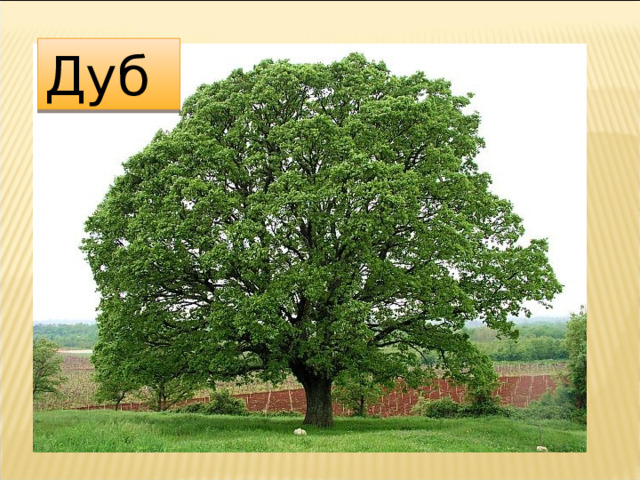 Дуб 