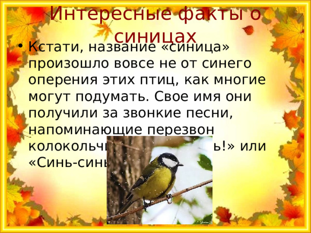 Интересные факты о синицах Кстати, название «синица» произошло вовсе не от синего оперения этих птиц, как многие могут подумать. Свое имя они получили за звонкие песни, напоминающие перезвон колокольчика: «Зинь-зинь!» или «Синь-синь!». 