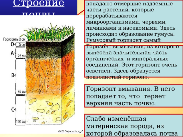 Густо пронизан корнями. Сюда попадают отмершие надземные части растений, которые перерабатываются микроорганизмами, червями, личинками и насекомыми. Здесь происходит образование гумуса. Гумусовый горизонт самый тёмный Строение почвы Горизонт вымывания, из которого вынесена значительная часть органических и минеральных соединений. Этот горизонт очень осветлён. Здесь образуется подзолистый горизонт. Горизонт вмывания. В него попадает то, что теряет верхняя часть почвы. Слабо изменённая материнская порода, из которой образовалась почва 