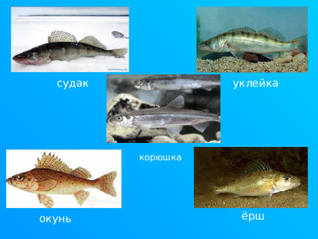 судак уклейка корюшка ёрш окунь 