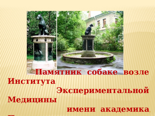  Памятник собаке возле Института  Экспериментальной Медицины  имени академика Павлова   
