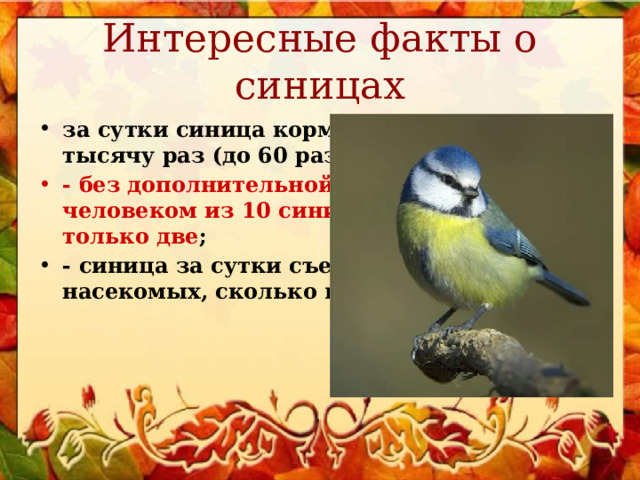 Интересные факты о синицах за сутки синица кормит своих птенцов тысячу раз (до 60 раз в час); - без дополнительной подкормки человеком из 10 синиц к весне выживают только две ; - синица за сутки съедает столько насекомых, сколько весит сама; 