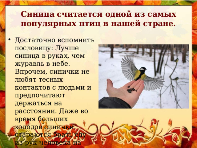 Синица считается одной из самых популярных птиц в нашей стране. Достаточно вспомнить пословицу: Лучше синица в руках, чем журавль в небе. Впрочем, синички не любят тесных контактов с людьми и предпочитают держаться на расстоянии. Даже во время больших холодов синички стараются брать еду из рук человека на лету. 