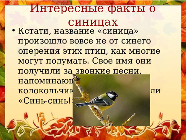 Интересные факты о синицах Кстати, название «синица» произошло вовсе не от синего оперения этих птиц, как многие могут подумать. Свое имя они получили за звонкие песни, напоминающие перезвон колокольчика: «Зинь-зинь!» или «Синь-синь!». 