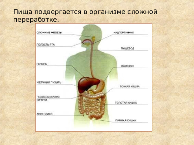 Пища подвергается в организме сложной переработке. 