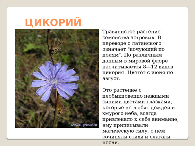 ЦИКОРИЙ Травянистое растение семейства астровых. В переводе с латинского означает 