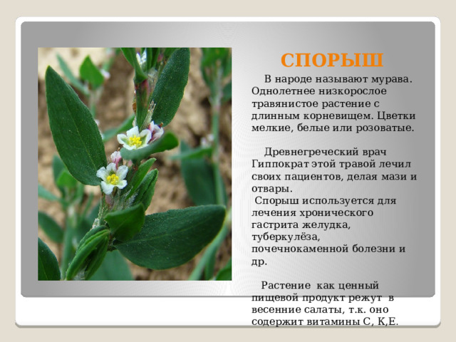 СПОРЫШ  В народе называют мурава. Однолетнее низкорослое травянистое растение с длинным корневищем. Цветки мелкие, белые или розоватые.  Древнегреческий врач Гиппократ этой травой лечил своих пациентов, делая мази и отвары.  Спорыш используется для лечения хронического гастрита желудка, туберкулёза, почечнокаменной болезни и др.  Растение как ценный пищевой продукт режут в весенние салаты, т.к. оно содержит витамины С, К,Е . 