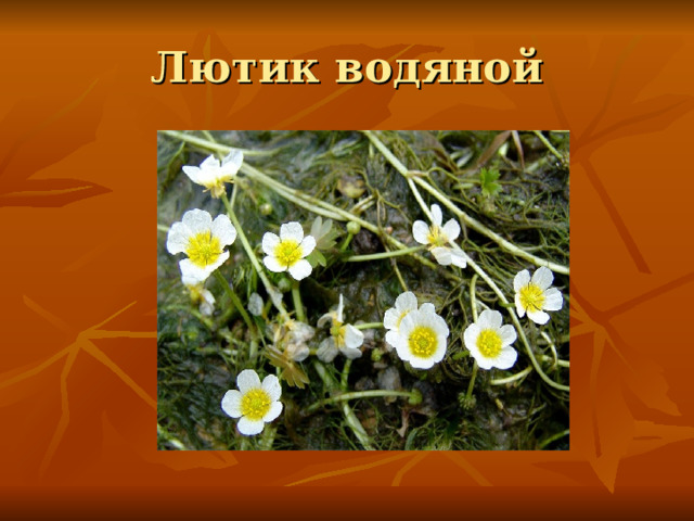 Лютик водяной 