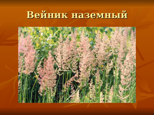 Вейник наземный 