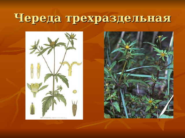 Череда трехраздельная 