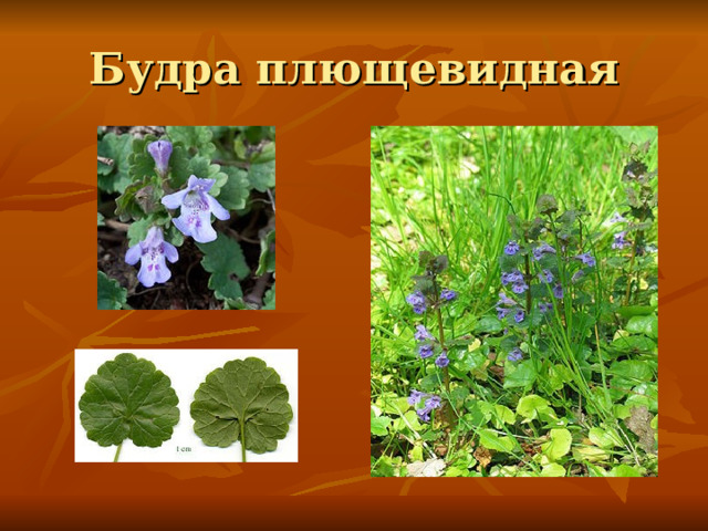 Будра плющевидная 