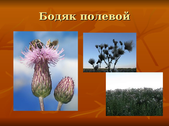 Бодяк полевой 