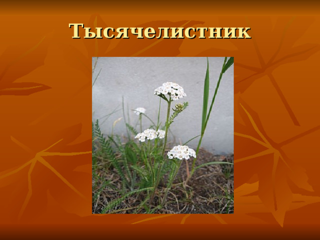 Тысячелистник 