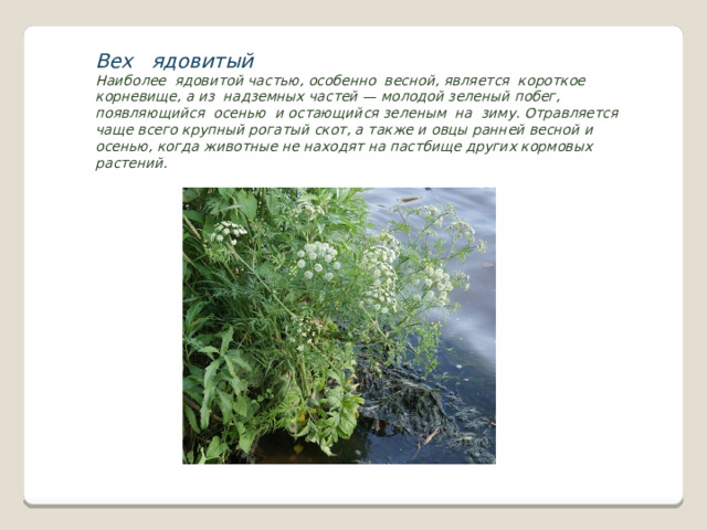 Вех ядовитый  Наиболее ядовитой частью, особенно весной, является короткое корневище, а из надземных частей — молодой зеленый побег, появляющийся осенью и остающийся зеленым на зиму. Отравляется чаще всего крупный рогатый скот, а также и овцы ранней весной и осенью, когда животные не находят на пастбище других кормовых растений. 