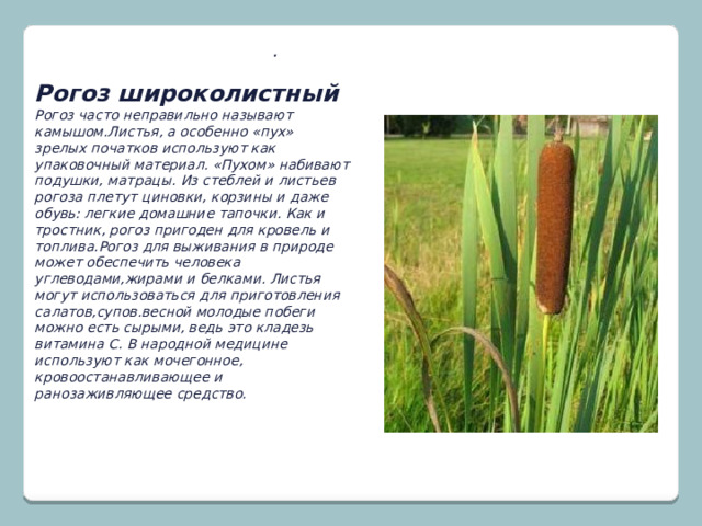. Рогоз широколистный Рогоз часто неправильно называют камышом.Листья, а особенно «пух» зрелых початков используют как упаковочный материал. «Пухом» набивают подушки, матрацы. Из стеблей и листьев рогоза плетут циновки, корзины и даже обувь: легкие домашние тапочки. Как и тростник, рогоз пригоден для кровель и топлива.Рогоз для выживания в природе может обеспечить человека углеводами,жирами и белками. Листья могут использоваться для приготовления салатов,супов.весной молодые побеги можно есть сырыми, ведь это кладезь витамина С. В народной медицине используют как мочегонное, кровоостанавливающее и ранозаживляющее средство. 