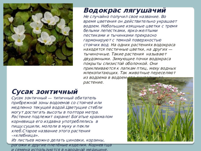 Водокрас лягушачий Не случайно получил свое название. Во время цветения он действительно украшает водоем. Небольшие изящные цветки с тремя белыми лепестками, ярко-желтыми пестиками и тычинками прекрасно гармонируют с темной поверхностью стоячих вод. На одних растениях водокраса находятся пестичные цветки, на других — тычиночные. Такие растения называют двудомными. Зимующие почки водокраса покрыты слизистой оболочкой. Они приклеиваются к лапкам птиц, меху водных млекопитающих. Так животные переселяют из водоема в водоем это симпатичное растение.   Сусак зонтичный Сусак зонтичный — типичный обитатель прибрежной зоны водоемов со стоячей или медленно текущей водой.Цветущие стебли могут достигать высоты в полтора метра. Растение подлежит охране! Богатые крахмалом корневища его издавна употреблялись в пищу:сушили, мололи в муку и пекли хлеб.Старое название этого растения –»хлебница». Из листьев можно делать циновки, корзины, рогожи и другие плетёные изделия. Корневтща и семена используются в народной медицине.   