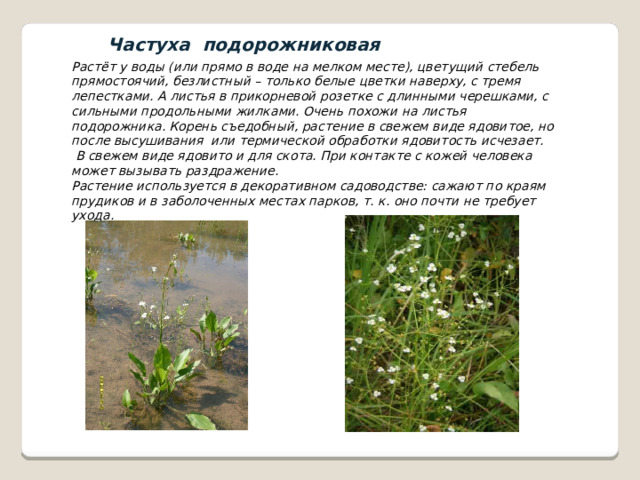  Частуха подорожниковая Растёт у воды (или прямо в воде на мелком месте), цветущий стебель прямостоячий, безлистный – только белые цветки наверху, с тремя лепестками. А листья в прикорневой розетке с длинными черешками, с сильными продольными жилками. Очень похожи на листья подорожника. Корень съедобный, растение в свежем виде ядовитое, но после высушивания или термической обработки ядовитость исчезает.  В свежем виде ядовито и для скота. При контакте с кожей человека может вызывать раздражение. Растение используется в декоративном садоводстве: сажают по краям прудиков и в заболоченных местах парков, т. к. оно почти не требует ухода. 