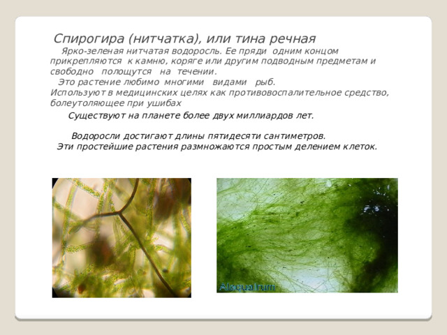 Спирогира (нитчатка), или тина речная  Ярко-зеленая нитчатая водоросль. Ее пряди одним концом прикрепляются к камню, коряге или другим подводным предметам и свободно полощутся на течении.  Это растение любимо многими видами рыб. Используют в медицинских целях как противовоспалительное средство, болеутоляющее при ушибах  Существуют на планете более двух миллиардов лет.   Водоросли достигают длины пятидесяти сантиметров. Эти простейшие растения размножаются простым делением клеток. 