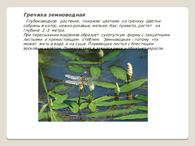 Гречиха земноводная    Глубоководное растение, похожее цветами на гречиху .Цветки собраны в колос, нежно-розовые, мелкие. Как правило, растет на глубине 2 -3 метра.  При пересыхании водоемов образует сухопутную форму с ланцетными листьями и прямостоящим стеблем. Земноводная – потому что может жить в воде и на суше. Плавающие листья с блестящим восковым налётом. Произрастает в заводях реки и образует заросли. 