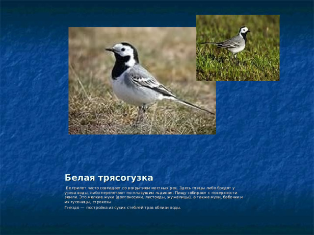 Белая трясогузка  Ее прилет часто совпадает со вскрытием местных рек. Здесь птицы либо бродят у уреза воды, либо перелетают по плывущим льдинам. Пищу собирают с поверхности земли. Это мелкие жуки (долгоносики, листоеды, жужелицы), а также мухи, бабочки и их гусеницы, стрекозы  Гнездо — постройка из сухих стеблей трав вблизи воды. 