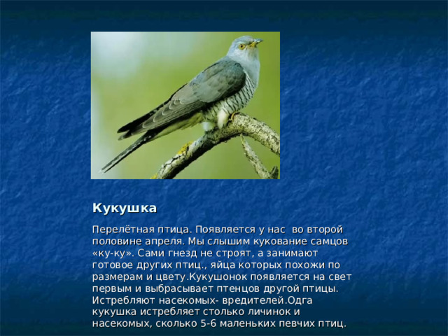 Кукушка Кукушка Перелётная птица. Появляется у нас во второй половине апреля. Мы слышим кукование самцов «ку-ку». Сами гнезд не строят, а занимают готовое других птиц., яйца которых похожи по размерам и цвету.Кукушонок появляется на свет первым и выбрасывает птенцов другой птицы. Истребляют насекомых- вредителей.Одга кукушка истребляет столько личинок и насекомых, сколько 5-6 маленьких певчих птиц. 