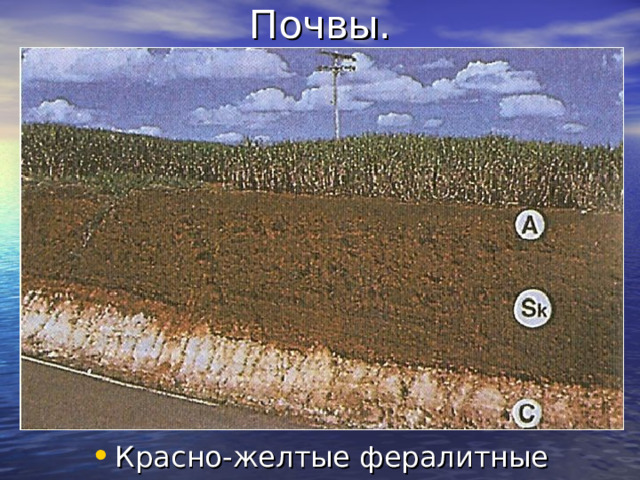 Почвы. Красно-желтые фералитные 
