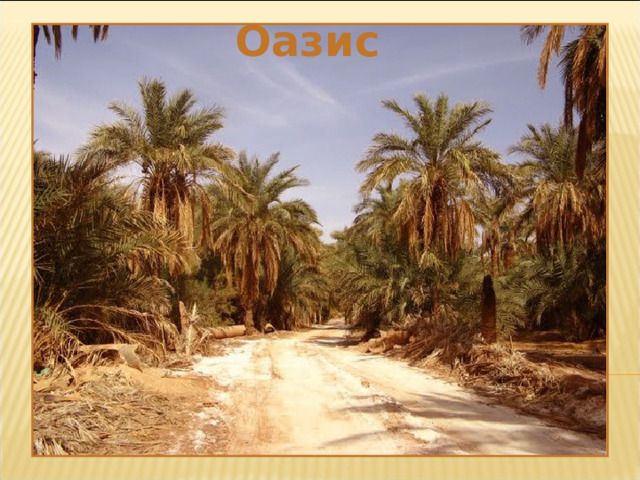 Оазис 