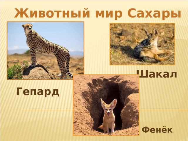 Животный мир Сахары Шакал Гепард Фенёк 