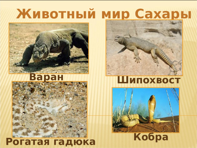 Животный мир Сахары Варан Шипохвост Кобра Рогатая гадюка 