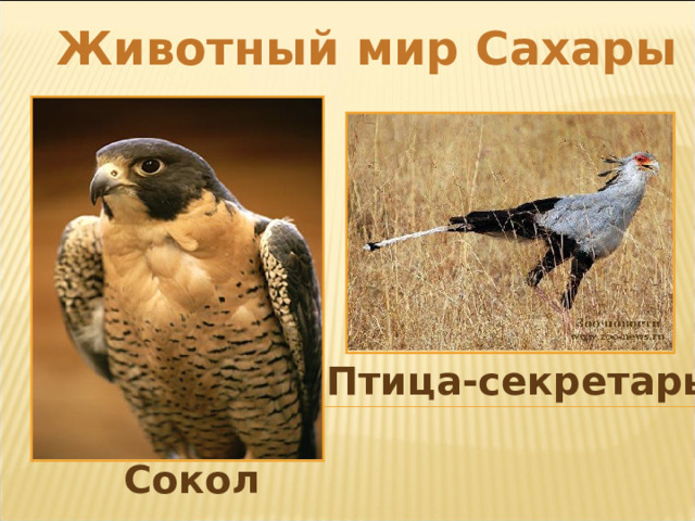 Животный мир Сахары Птица-секретарь Сокол 