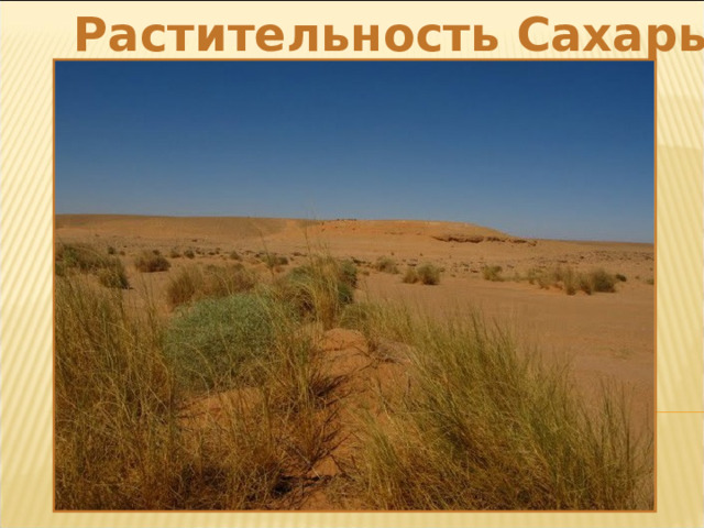 Растительность Сахары 