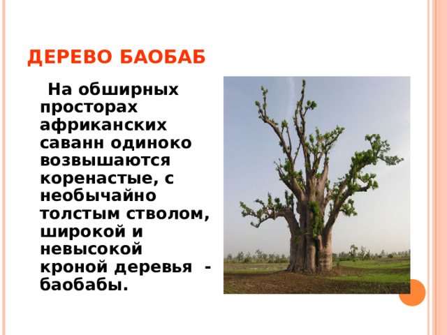 ДЕРЕВО БАОБАБ  На обширных просторах африканских саванн одиноко возвышаются коренастые, с необычайно толстым стволом, широкой и невысокой кроной деревья -баобабы. 