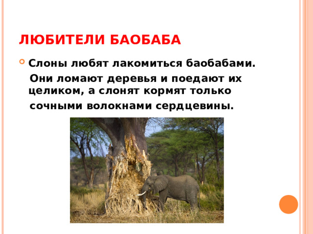 ЛЮБИТЕЛИ БАОБАБА Слоны любят лакомиться баобабами.  Они ломают деревья и поедают их целиком, а слонят кормят только  сочными волокнами сердцевины. 