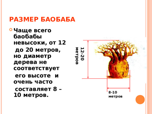 РАЗМЕР БАОБАБА Чаще всего баобабы невысоки, от 12  до 20 метров, но диаметр дерева не соответствует  его высоте и очень часто  составляет 8 – 10 метров. 12-20 метров 8-10 метров 
