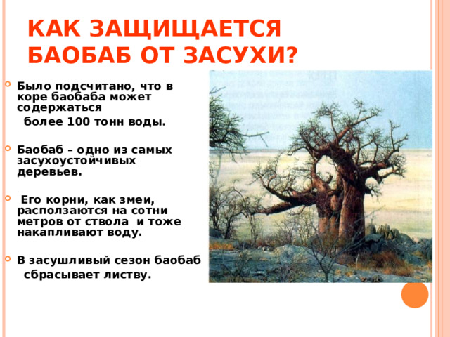 КАК ЗАЩИЩАЕТСЯ БАОБАБ ОТ ЗАСУХИ? Было подсчитано, что в коре баобаба может содержаться  более 100 тонн воды.  Баобаб – одно из самых засухоустойчивых деревьев.   Его корни, как змеи, расползаются на сотни метров от ствола и тоже накапливают воду.  В засушливый сезон баобаб  сбрасывает листву. 