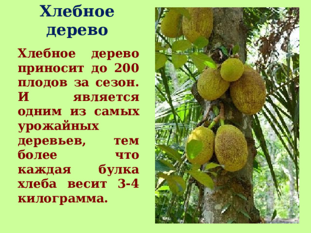 Хлебное дерево Хлебное дерево приносит до 200 плодов за сезон. И является одним из самых урожайных деревьев, тем более что каждая булка хлеба весит 3-4 килограмма. 