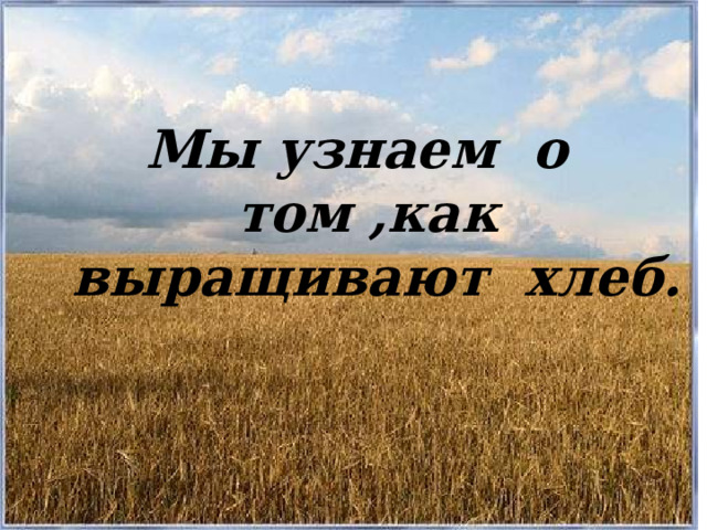 Мы узнаем о том ,как выращивают хлеб. 
