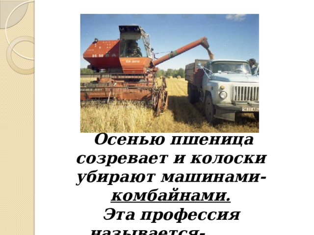  Осенью пшеница созревает и колоски убирают машинами- комбайнами.  Эта профессия называется- ……. 