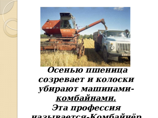  Осенью пшеница созревает и колоски убирают машинами- комбайнами.  Эта профессия называется- Комбайнёр 