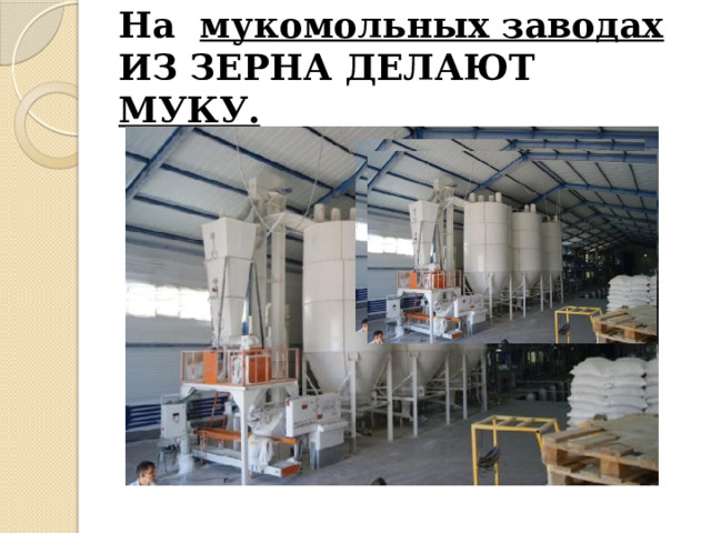 На мукомольных заводах из зерна делают муку. 