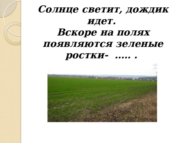 Солнце светит, дождик идет.  Вскоре на полях появляются зеленые ростки- ….. . 