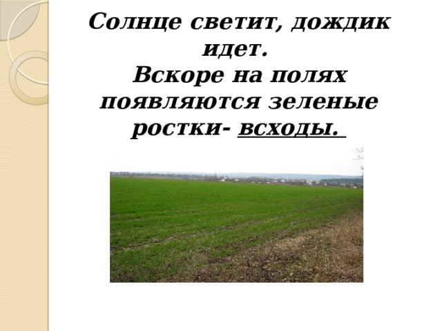 Солнце светит, дождик идет.  Вскоре на полях появляются зеленые ростки- всходы. 