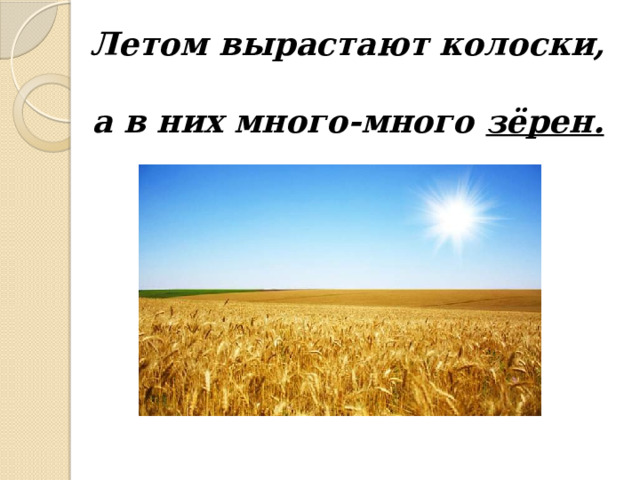 Летом вырастают колоски,  а в них много-много зёрен. 